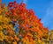 Beautiful autumn view. Maple red, yellow, green colors of leaves against a blue sky. Warm autumn day.