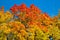 Beautiful autumn view. Maple red, yellow, green colors of leaves against a blue sky. Warm autumn day.