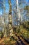 Beautiful autumn view with a wooden stairway in the middle of a forest