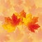 Beautiful autumn wallpaper with red - yellow maple