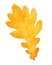 Beautiful autumn watercolor oak leaf on white background.fall illustration.