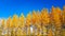 Beautiful autumn yellow trees and blue sky vivid colors nature plant and leaves fall