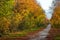 A beautiful autumnal avenue in Belluno