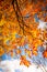 Beautiful, autumnal background with canopy of leaves