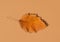 Beautiful Autumnal Background. Dry Orange yellow leaf with foggy edges on beige brown solid background. Thanksgiving