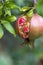 Beautiful Autumnal Background. Single Ripening Cracked Pomegranate Fruit Hanging on Tree Branch in Garden. Soft Golden Sunlight