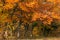 Beautiful autumnal colors in the Canfaito natural reserve, Marche, Italy