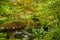 Beautiful autumnal colours in the Japenese garden in park Clingendael, The Hague, Netherlands