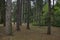 Beautiful autumnal forest with venerable trees, located in National monument of landscape architecture Park