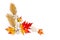 Beautiful autumnal maple leaves, golden yellow leaves palm tree, cotton flowers on white background with space for text. Top view,