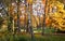 Beautiful autumnal meadow in forest at daylight. Bright colored fall day in the woods. Forest landscape at the end of autumn