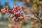 Beautiful autumnal pink berries of Sorbus vilmorinii Rowan tree