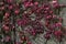 Beautiful autumnal red leaves of ivy hedera plant on the wall