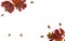 Beautiful autumnal red oak leaves and acorn on white background with space for text. Quercus rubra, called northern red oak