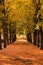 Beautiful autumnal scenery of tree tunnel. Beautiful autumn landscape with yellow trees and sun