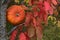 Beautiful autumnal single orange pumpkin on autumn cherry tree with red leaves. Autumnal harvest background
