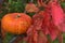 Beautiful autumnal single orange pumpkin on autumn cherry tree with red leaves. Autumnal harvest background