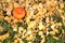 Beautiful autumnal small single orange pumpkin covered in light yellow falling leaves. Top view. Autumn harvest background