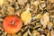Beautiful autumnal small single orange pumpkin in light yellow fallen leaves. Top view. Autumn harvest background. Falling leaves