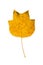 Beautiful autumnal yellow leaf Liriodendron tulipifera, tulip tree, tuliptree, tulip poplar, whitewood, fiddle-tree,