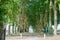 Beautiful avenue with old trees Loire valley France.