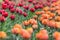 Beautiful award-winning Red Princess and Orange Princess tulips