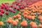 Beautiful award-winning Red Princess and Orange Princess tulips