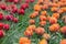 Beautiful award-winning Red Princess and Orange Princess tulips