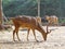 Beautiful Axis Deer or Spotted Deer male in captivity in Argent