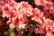 Beautiful Azalea flowers growing in a garden.