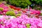 Beautiful Azalea flowers at Nezu Shrine, Tokyo