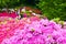 Beautiful Azalea flowers at Nezu Shrine, Tokyo