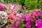 Beautiful Azalea flowers at Nezu Shrine, Tokyo