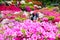 Beautiful Azalea flowers at Nezu Shrine, Tokyo