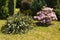 Beautiful azaleas and rhododendrons