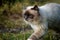 Beautiful azure blue eyed cat prowling in green vegetation