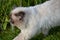 Beautiful azure blue eyed cat prowling in green vegetation