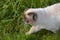 Beautiful azure blue eyed cat prowling in green vegetation