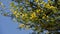 Beautiful babul flower Vachellia nilotica on the branch.