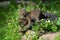 Beautiful baby Bobcat coming out of a hollow log.