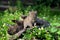 Beautiful baby Bobcat coming out of a hollow log.