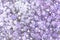 Beautiful baby breath purple flowers. Colorful gypsophila in garden. Vibrant plant