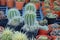 Beautiful baby cactus in flowerpots put together on a nursing fa