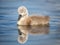 Beautiful baby cygnet mute swan chicks fluffy grey and white in blue lake water with reflection in river new born.