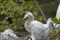 Beautiful baby egret bird