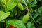 A beautiful baby hanging in the mango garden. Green background with Little green mango. Mango is very dear to all the people of