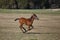 Beautiful baby horse galloping in the field