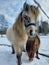 A beautiful baby horse,  long hair, big, black and white,  horses,  brown, in sweden, snow, winter,