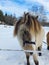 A beautiful baby horse,  long hair, big, black and white,  horses,  brown, in sweden, snow, winter,