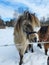 A beautiful baby horse,  long hair, big, black and white,  horses,  brown, in sweden, snow, winter,